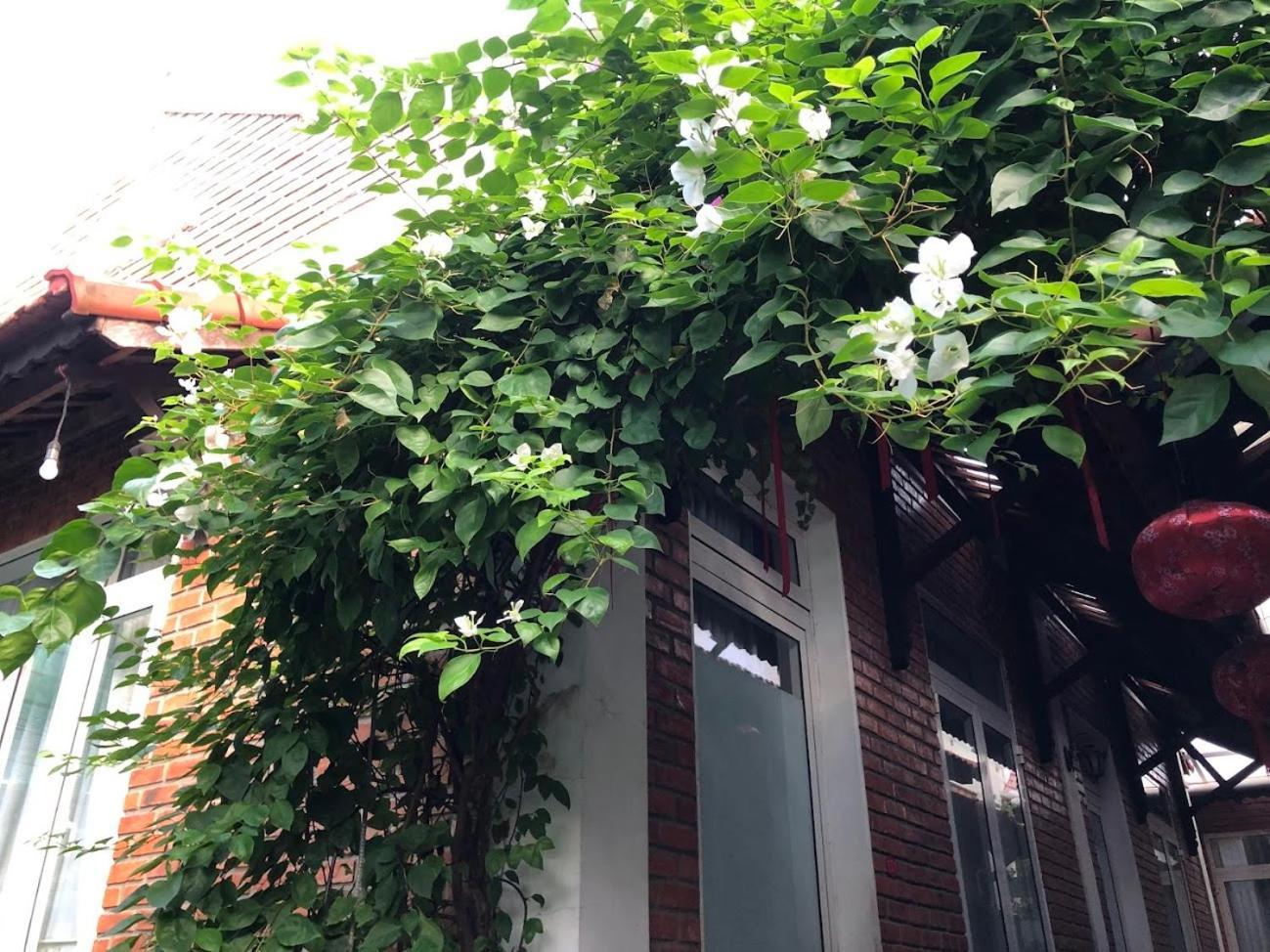 Q'Tropical Garden Homestay Huế Ngoại thất bức ảnh